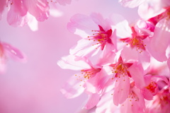 ピンクな桜