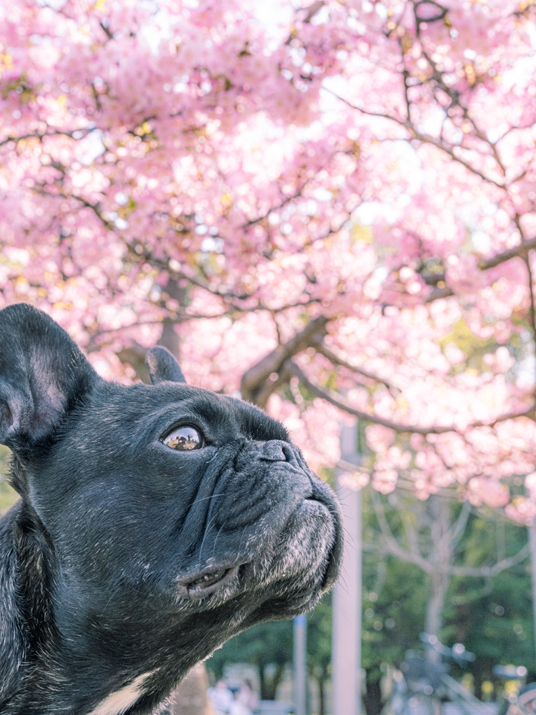 桜見をする愛犬