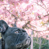 桜見をする愛犬