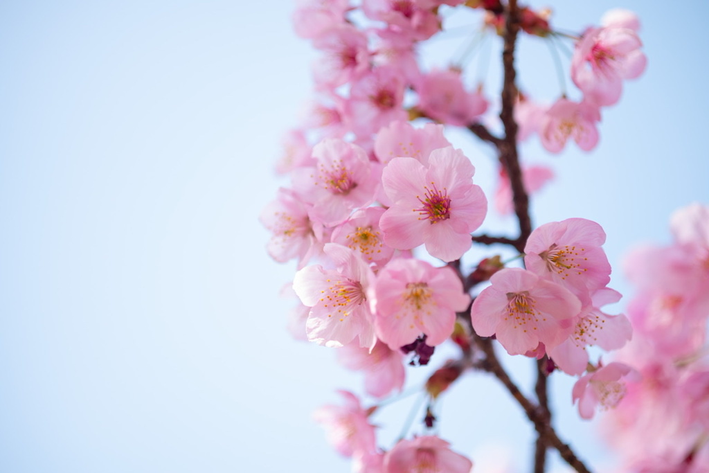 廻る季節を追いかけて桜を残す