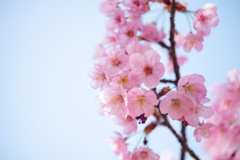 廻る季節を追いかけて桜を残す