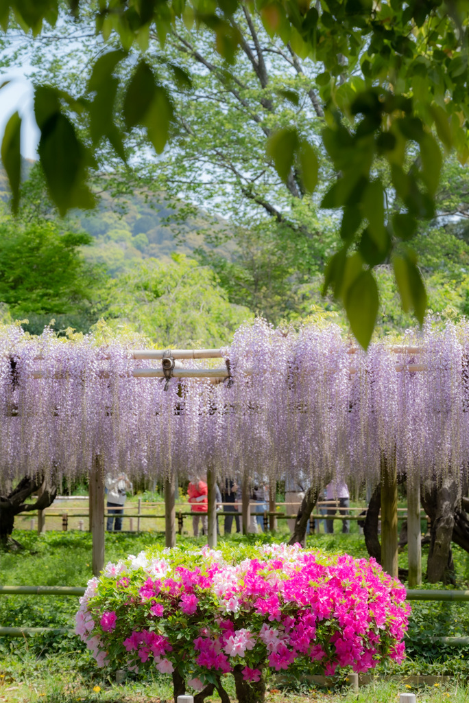 平等院〜藤棚と躑躅〜