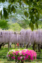 平等院〜藤棚と躑躅〜