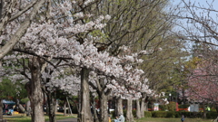 桜並木