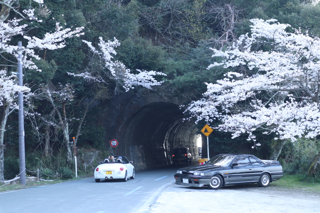海津大崎の桜その3