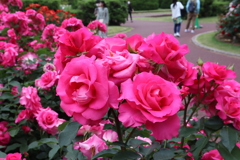 京都府立植物園のバラ園その2