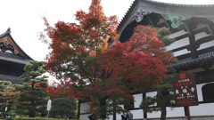 紅葉2021東福寺その1
