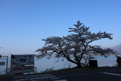 海津大崎の桜その4
