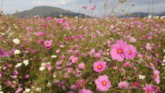 野田町コスモス畑その4