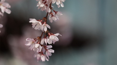 渡月橋の桜2021その1