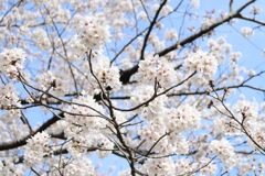 蹴上インクラインの桜その4