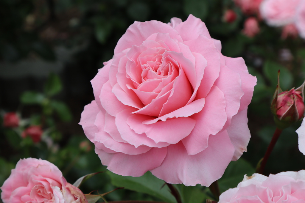 京都府立植物園のバラ園その4