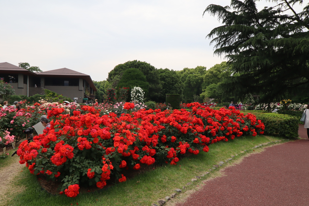 京都府立植物園のバラ園その9