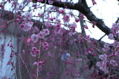 海津大崎の桜その2
