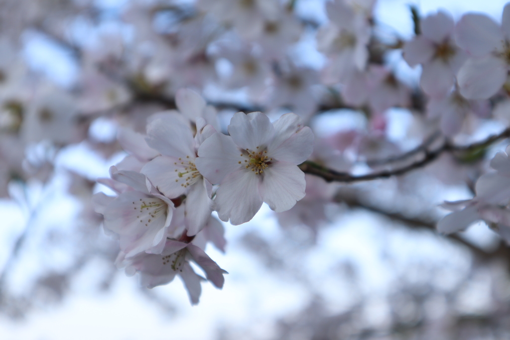 海津大崎の桜その8