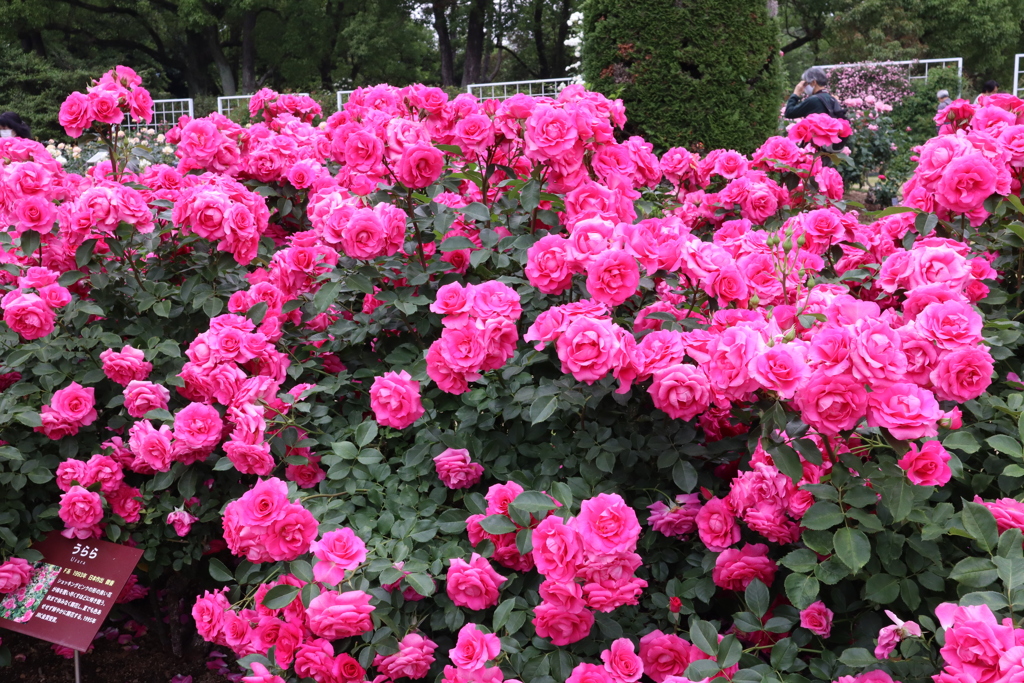 京都府立植物園のバラ園その5