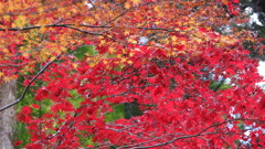 紅葉2021泉涌寺その4