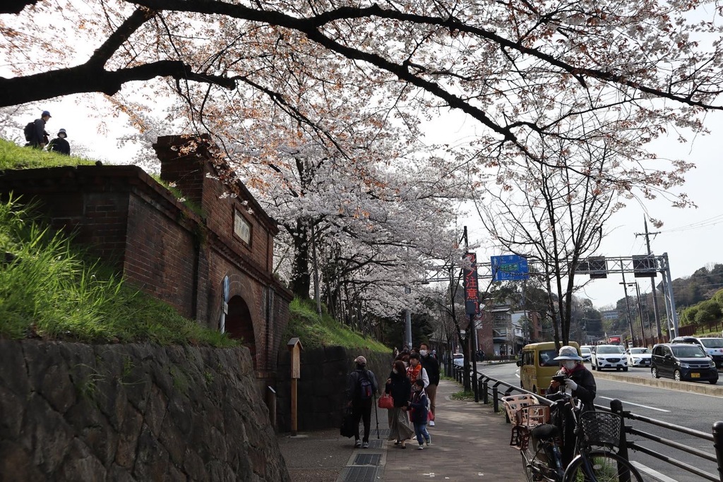 蹴上インクラインの桜その1