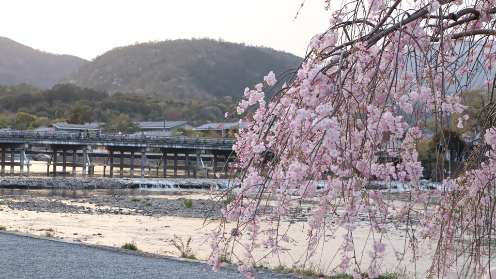 渡月橋の桜2021その2