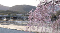 渡月橋の桜2021その2