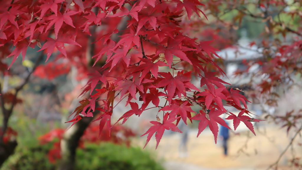 紅葉2021勧修寺その2
