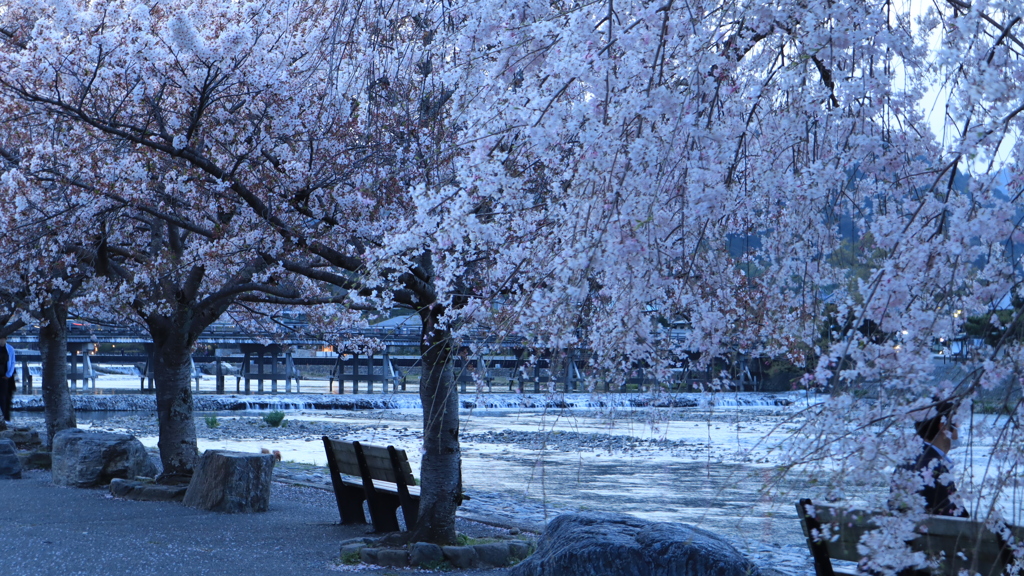 渡月橋の桜2021その6