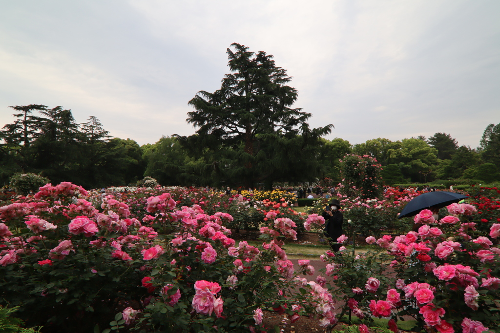 京都府立植物園のバラ園その8