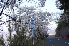 海津大崎の桜その7