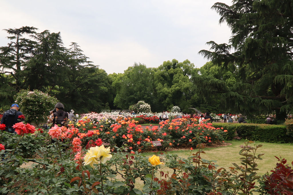 京都府立植物園のバラ園その10