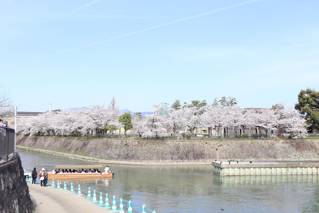 蹴上インクラインの桜その5