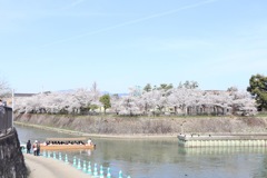 蹴上インクラインの桜その5