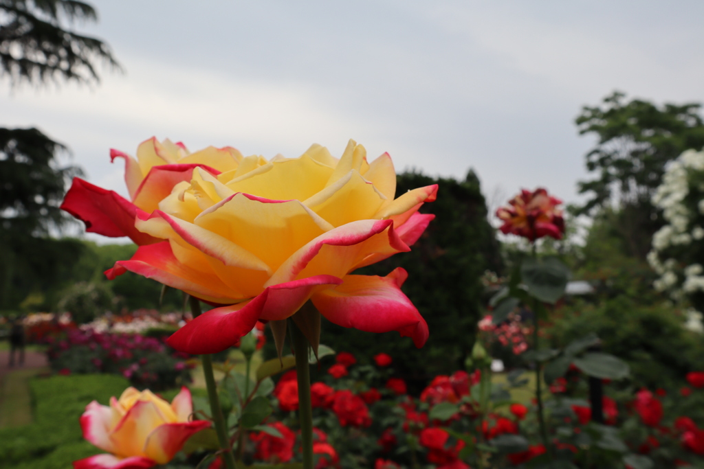 京都府立植物園のバラ園その3