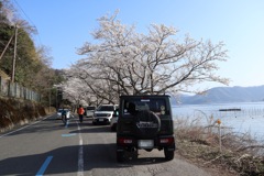 海津大崎の桜その6