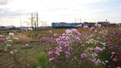 野田町コスモス畑その6