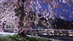 渡月橋と桜2021その4