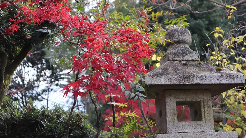 紅葉2021勧修寺その3