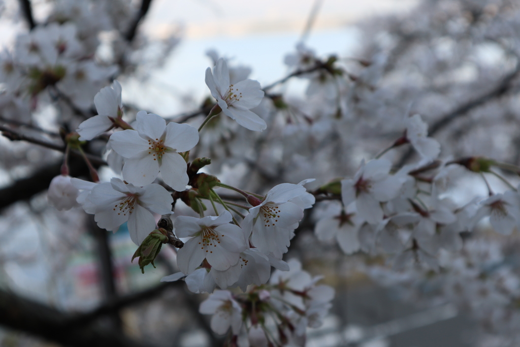 海津大崎の桜その5