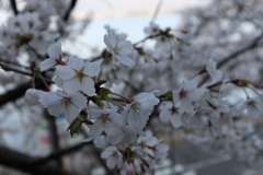 海津大崎の桜その5