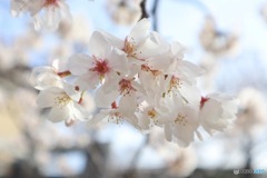 蹴上インクラインの桜その2