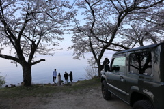 海津大崎の桜その1