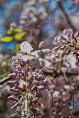 wisteria in sousa city 04
