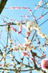 “baien” at 15:08 Feb,28 2026 in mt.tsuku