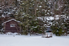 shirakoma night at 14:46 Dec,20 2024