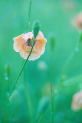 SD14+AUTO SEARS 55mm f1.4(M42)