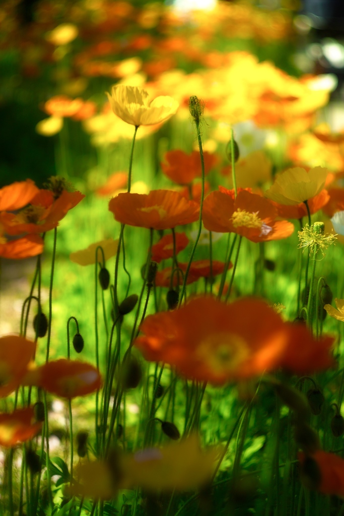 あしかがフラワーパーク