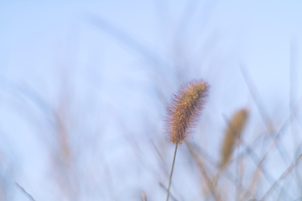 setaria viridis