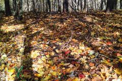 mt.yokoosan at 9:26 Nov,1 2025