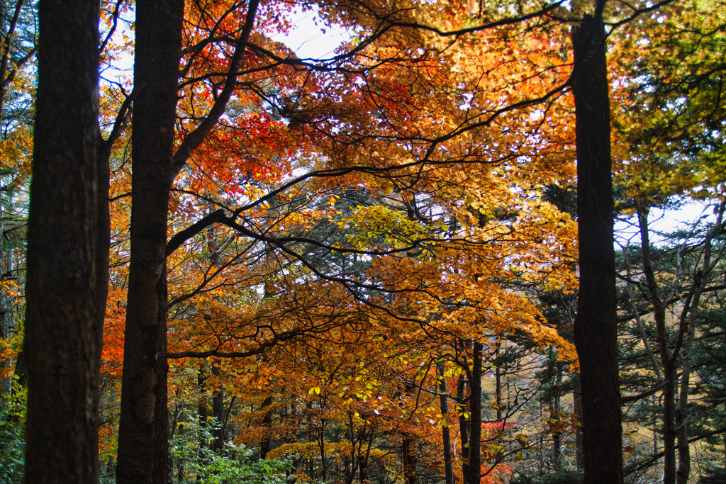 mt.nyuukasayama at 11:10 Nov,2 2025