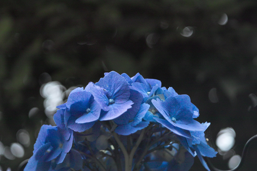 hydrangea