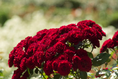 red rose 28,May